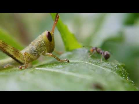 The Relationship between Grasshopper and Ant