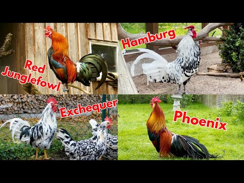 COMPILATION TOP 20 of the most beautiful roosters, of various chicken breeds crowing! Brahma, Serama