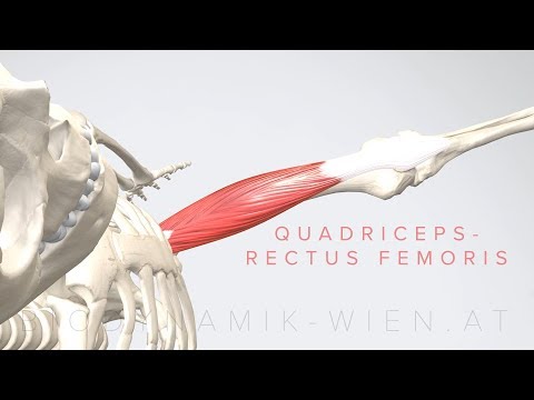 Quadriceps  Rectus Femoris  (3D Animation)