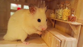 Tiny Hamster in his Tiny Kitchen I