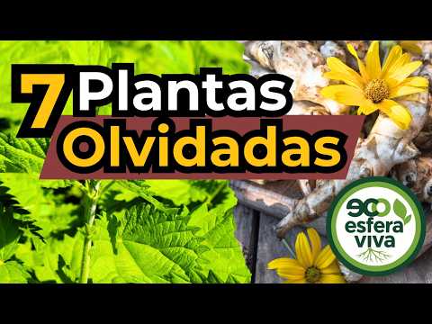 7 Edible, Perennial "Weeds": Permaculture's Forgotten Plants