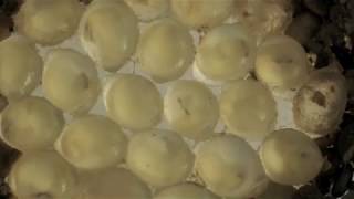 Leopard slug eggs to cannibalism