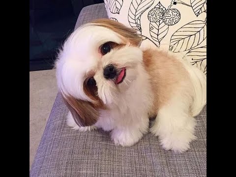 |Cute dogs||honest dogs||and playing with children|