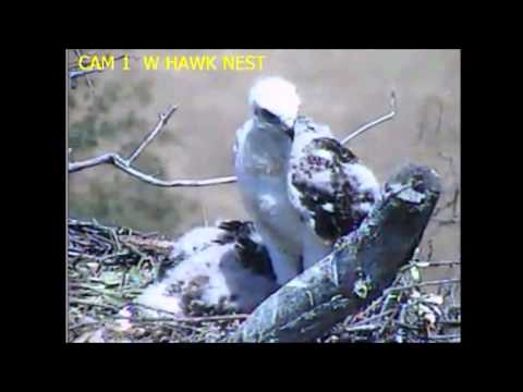 Eagle Crest:  Closeup of the Red-tail Hawk Chicks 11:56AM  April 30, 2016