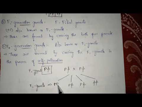 POINT MUTATION BY PHANINDRA GUPTHA