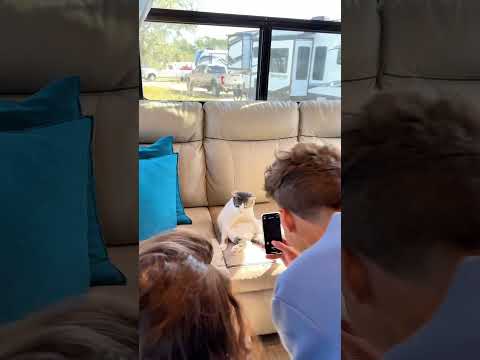 Sir Theo Moses Pickles is sooooo popular! #rvcat #rvliving #rvlifestyle #picklesthervcat