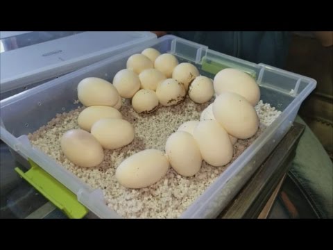 How to Prep and Care for Snake Eggs!
