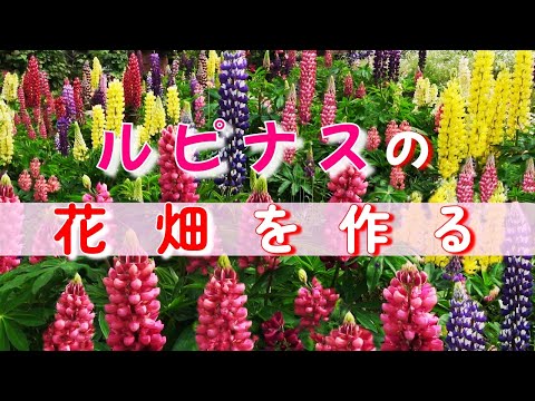 ナポリネギ、ナポリネギ 植物