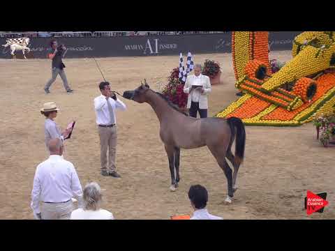 N.15 PETRA RO - Menton 2019