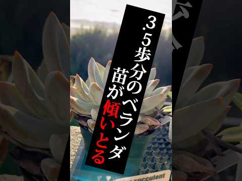 植物を屋外に順応させるにはどうすればよいですか?苗や観賞用のグリーンはいつ取り出すのですか？  庭園