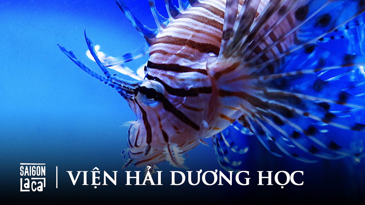 Discover sea creatures at Institute of Oceanography.