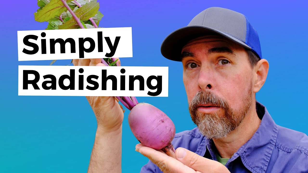 Unveiling the Bora King: When Are These Epic Radishes Ready?