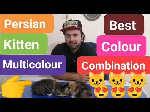 How to get all colours of persian kittens from 1pair/ perfect colour selection for cross /Urdu/Hindi