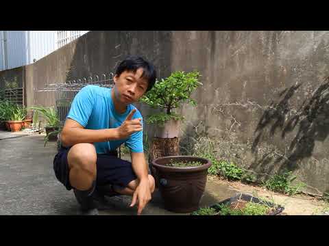 馬蟻