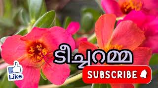 കല്ലുവിന് സമ്മാനമായി ടീച്ചറമ്മ നൽകുന്നതെന്ത്? #todayepisode 12/06/2025