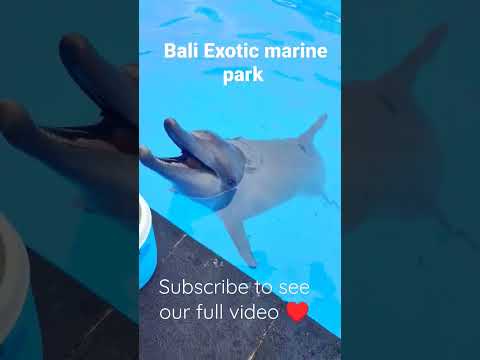 Dolphin experience at Bali Exotic Marine Park #shorts