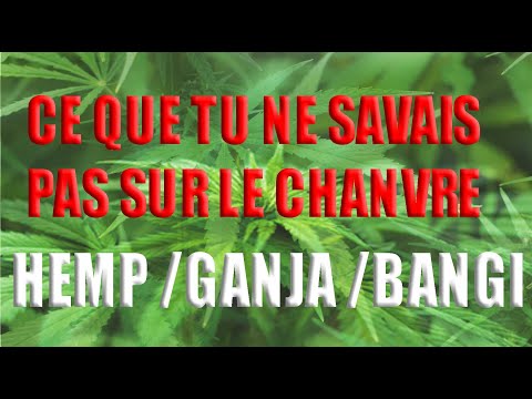 (BANGI )YOU MUST SEE WHAT YOU DIDN'T KNOW ABOUT HEMP; REPORT REALIZED IN KALONGE BY MILO 9 TV ONLINE