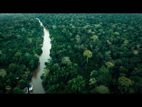 Healing Amazon - Soothing Pan Flute songs. Birds & wild sounds from  Amazon. Relax and Meditation.