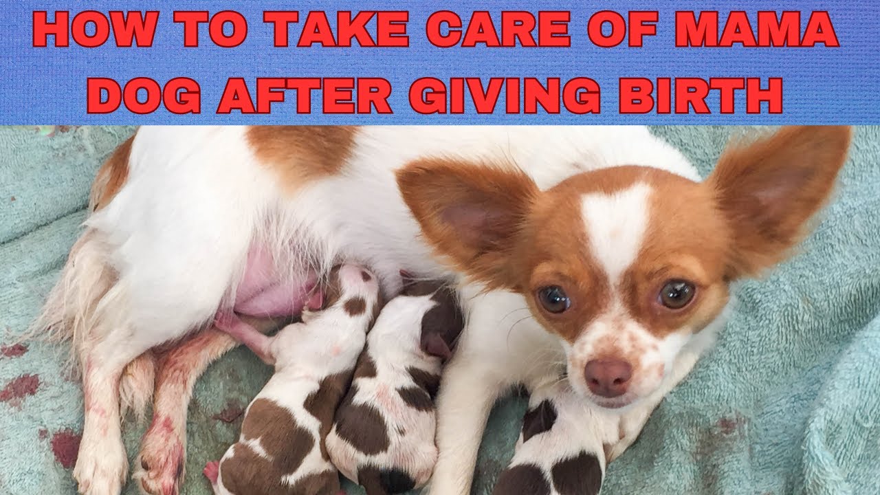 What should you look out for when a dog has given birth? Tipseri