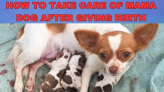 How to take care of mama dog after giving birth