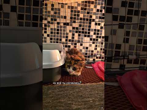Ещё один бездомный котёнок в нашем приюте