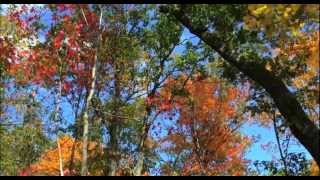 Aphex Twin - tree (leaves)
