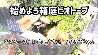 初心者でも簡単！屋外箱庭ビオトープの作り方のポイント！【メダカを中心に、自然の生き物が遊びに来る】#aquarium #ビオトープ #biotopeaquarium #メダカ#庭 #diy