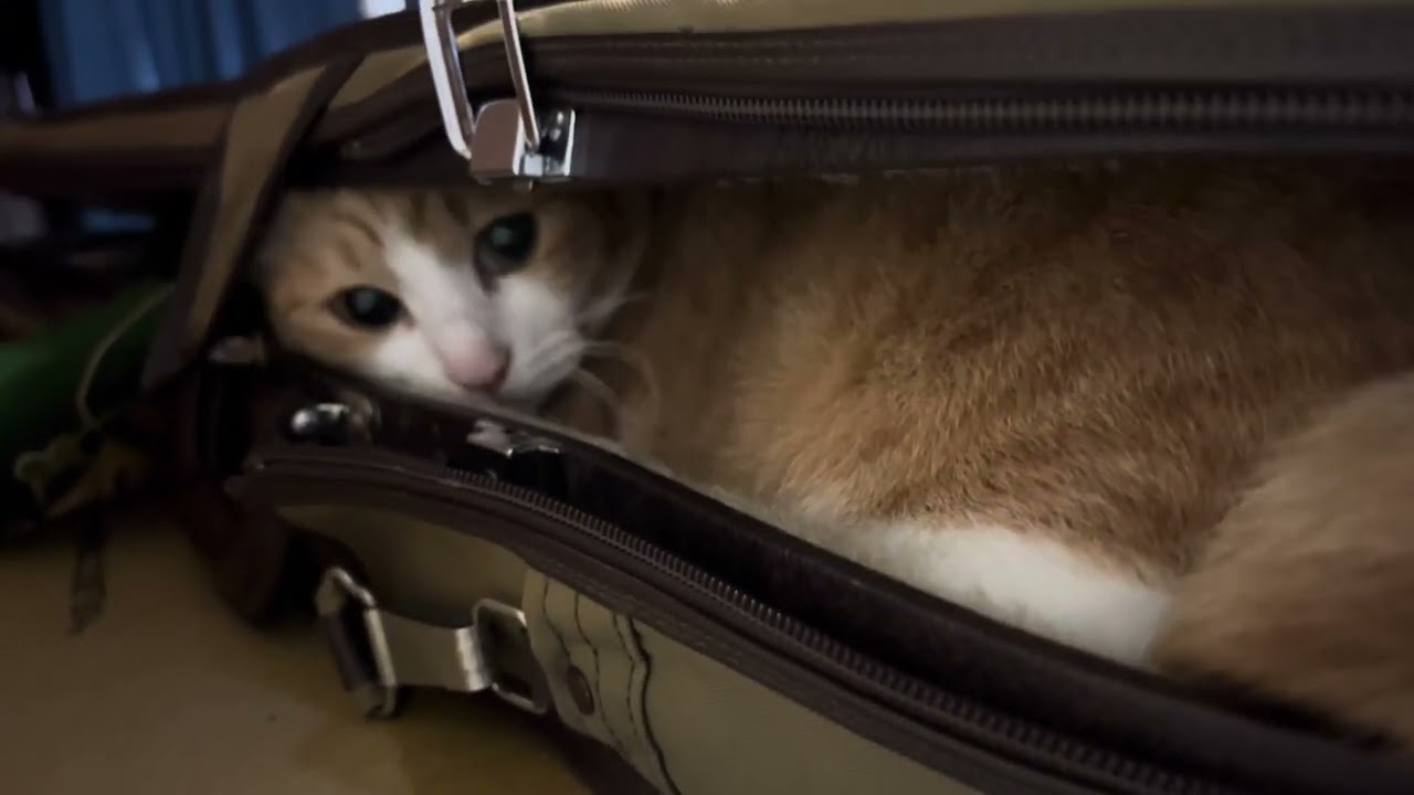 2025年3月18日 Faure, Berceuse