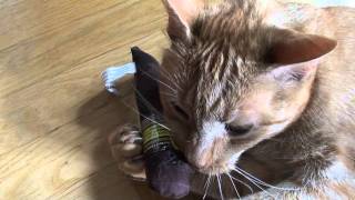 Cat's first reaction to catnip