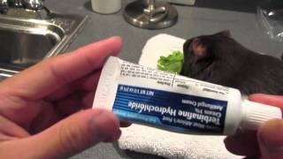 How To Treat Ringworm in Guinea Pigs