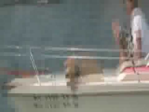 More Kona and Tanner 7-12-08 Danvers, MA