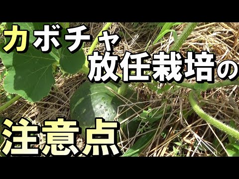 , title : '【自然農】カボチャ放任栽培の注意点　2021年7月19日【natural farming】'