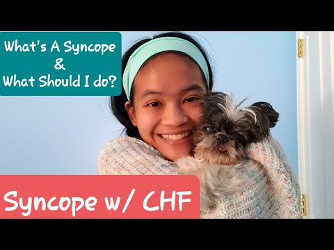 What To Do If Your Dog Has a Syncope: Sudden Fainting & Collapsing