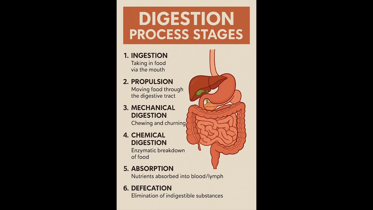 Human digestive system - How it works! #facts #didyouknow #science #neetbio