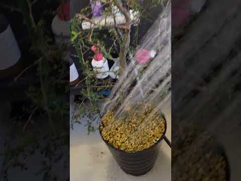 植物を暖めるのに適した冬のベールは何ですか?リーダーに従う ！  庭園