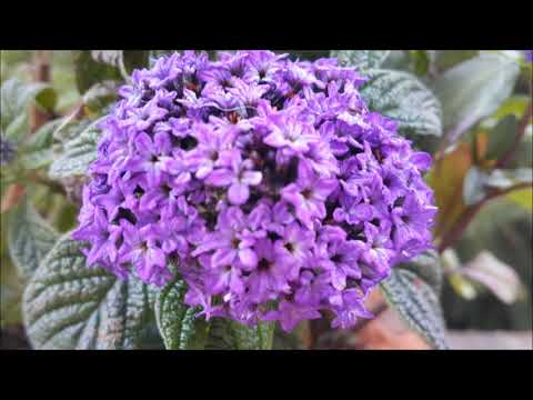 Peruvian Heliotrope - Garden Guide #165