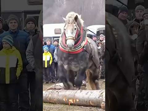 The breed of horses that look like giants compared to others ￼🤔🐴 #shorts