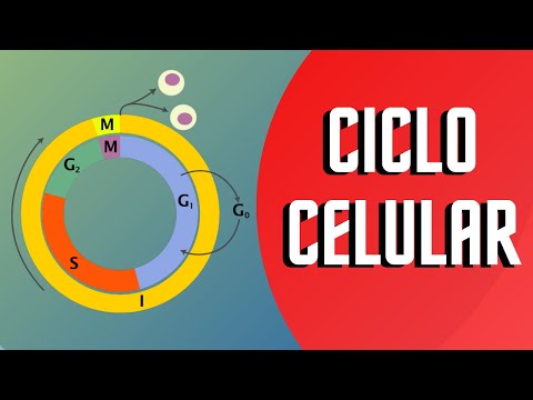 CELL CYCLE AND ITS PHASES | Interphase and Mitosis