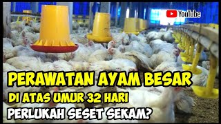 Download lagu Maintenance of broilers in close house cages 30 days old Should the husks be set mp3 Download lagu Maintenance of broilers in close house cages 30 days old Should the husks be set mp3