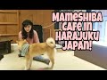 Visiting a MameShiba Cafe in Harajuku Japan!