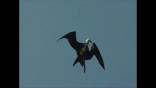 Evidence that birds sleep in mid-flight