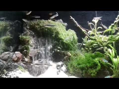 Aquascape 