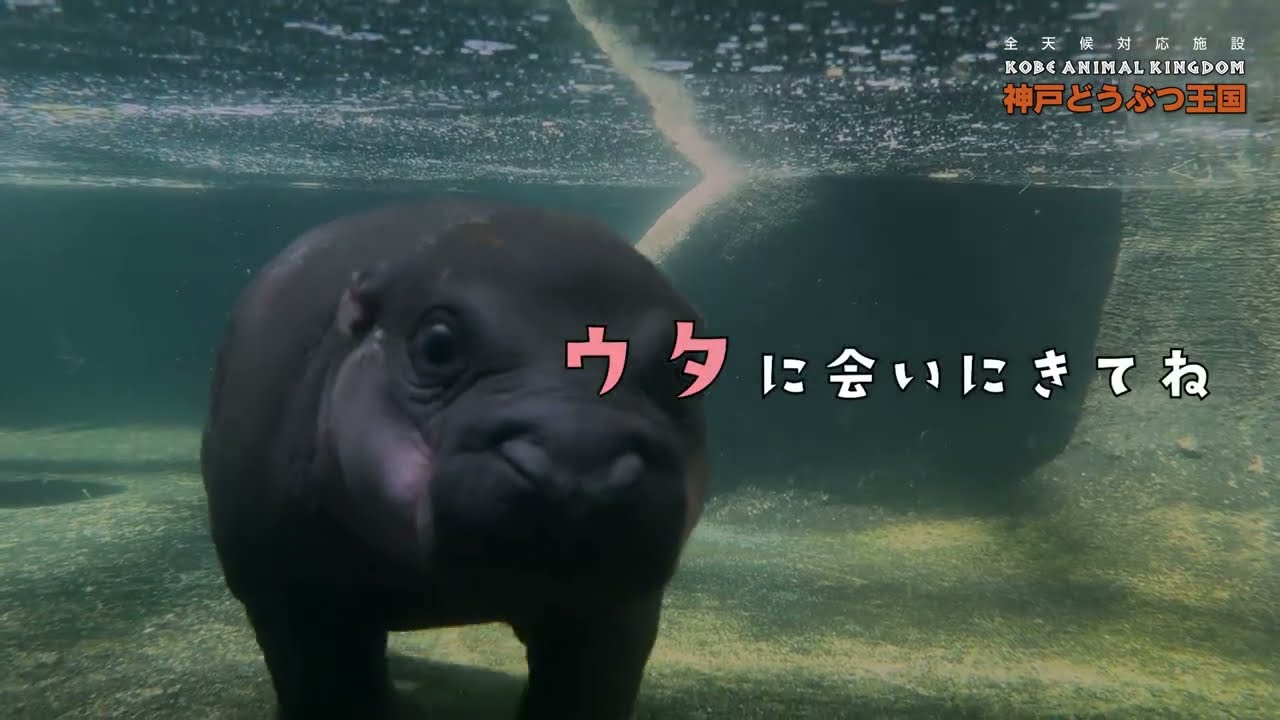 神戸どうぶつ王国【コビトカバ】篇 CM