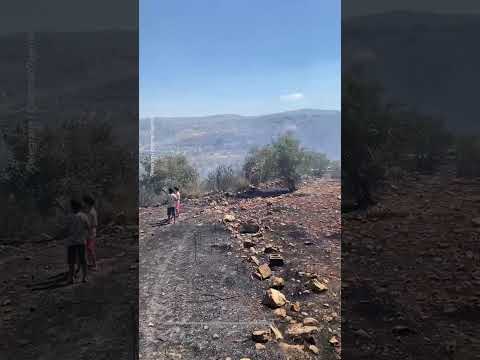 Israeli forces set olive trees on fire in occupied West Bank | AJ #shorts
