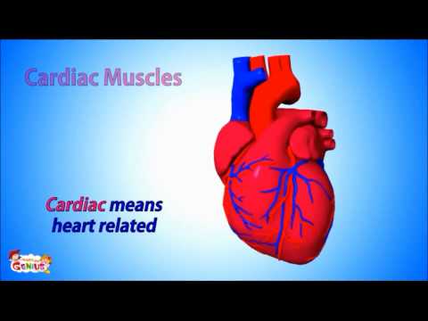 Types of Muscles in Human Body