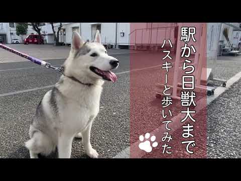 動物科学科 駅から日獣大まで ハスキーと歩いてみた【公式】