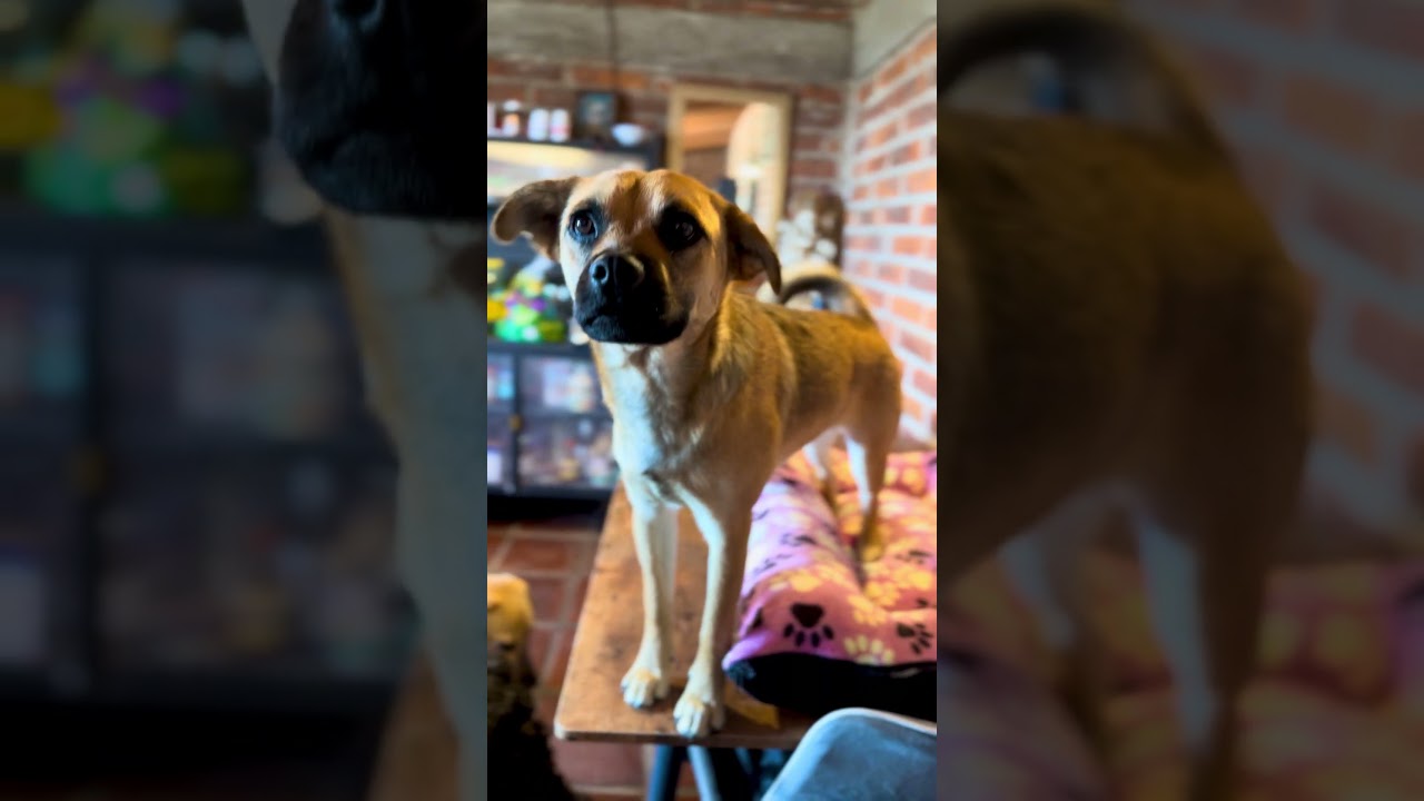 Enlarge Finn, a Adoptable Mixed Breed in Encino, CA video 4/4