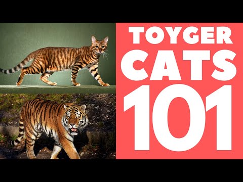 Toyger Cat 101 : Breed & Personality