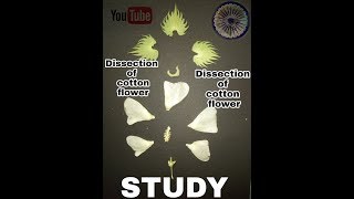 preview picture of video 'How to Dissection of cotton flower.'