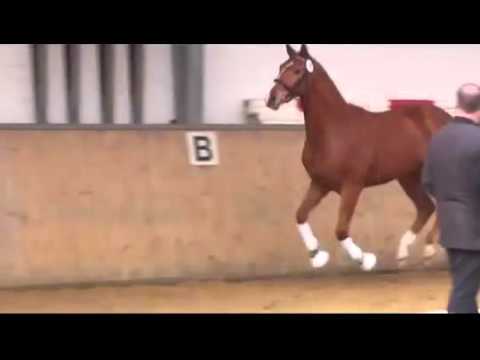 3 jähr  Wallach von Londontime